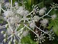 2012-0111-1415_Fatsia_10C